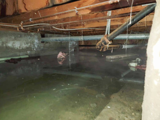  Elmore, OH Water damage restoration Pros
