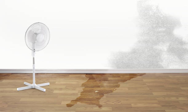 Best Water damage restoration specialists  in Elmore, OH