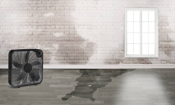 Best Water damage restoration near me  in Elmore, OH